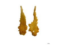 Dried/Fried Fish Maw