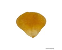 Dried/Fried Fish Maw